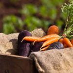 Fresh produce in a basket, orange and purple carrots